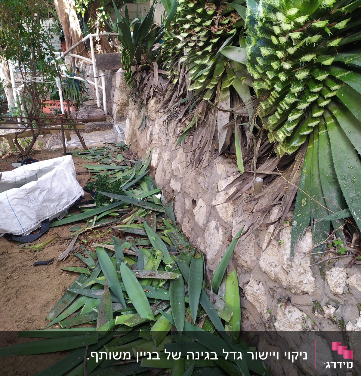 עלים חתוכים מונחים על הקרקע ליד קיר אבן